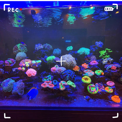 【海水缸拍攝手機濾鏡夾】Mobile Phone Lens