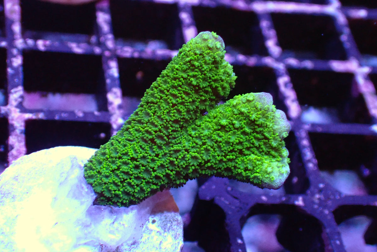 雙色變異DG（只有綠色部分）隨機出貨