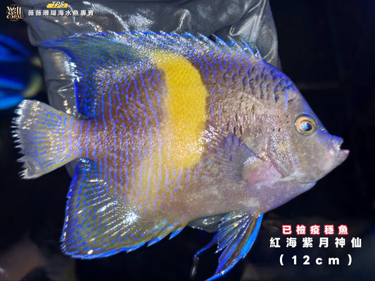 紅海紫月神仙12cm