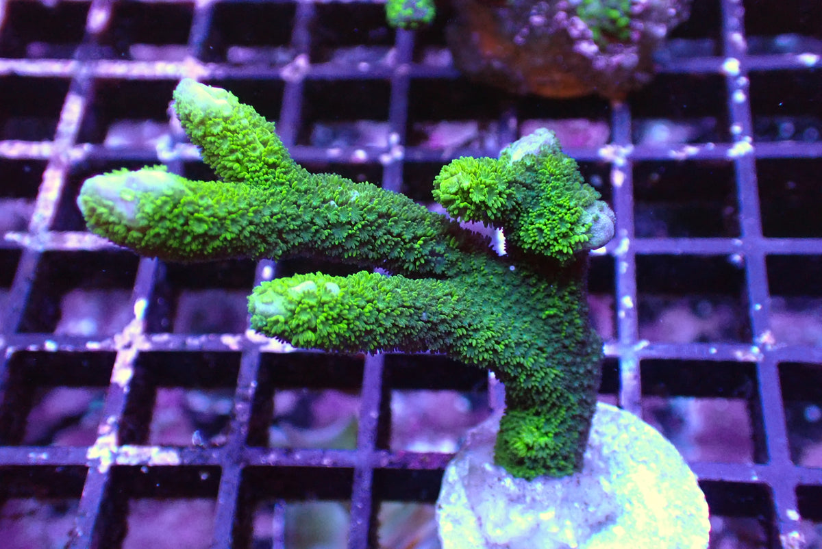 雙色變異DG（只有綠色部分）隨機出貨
