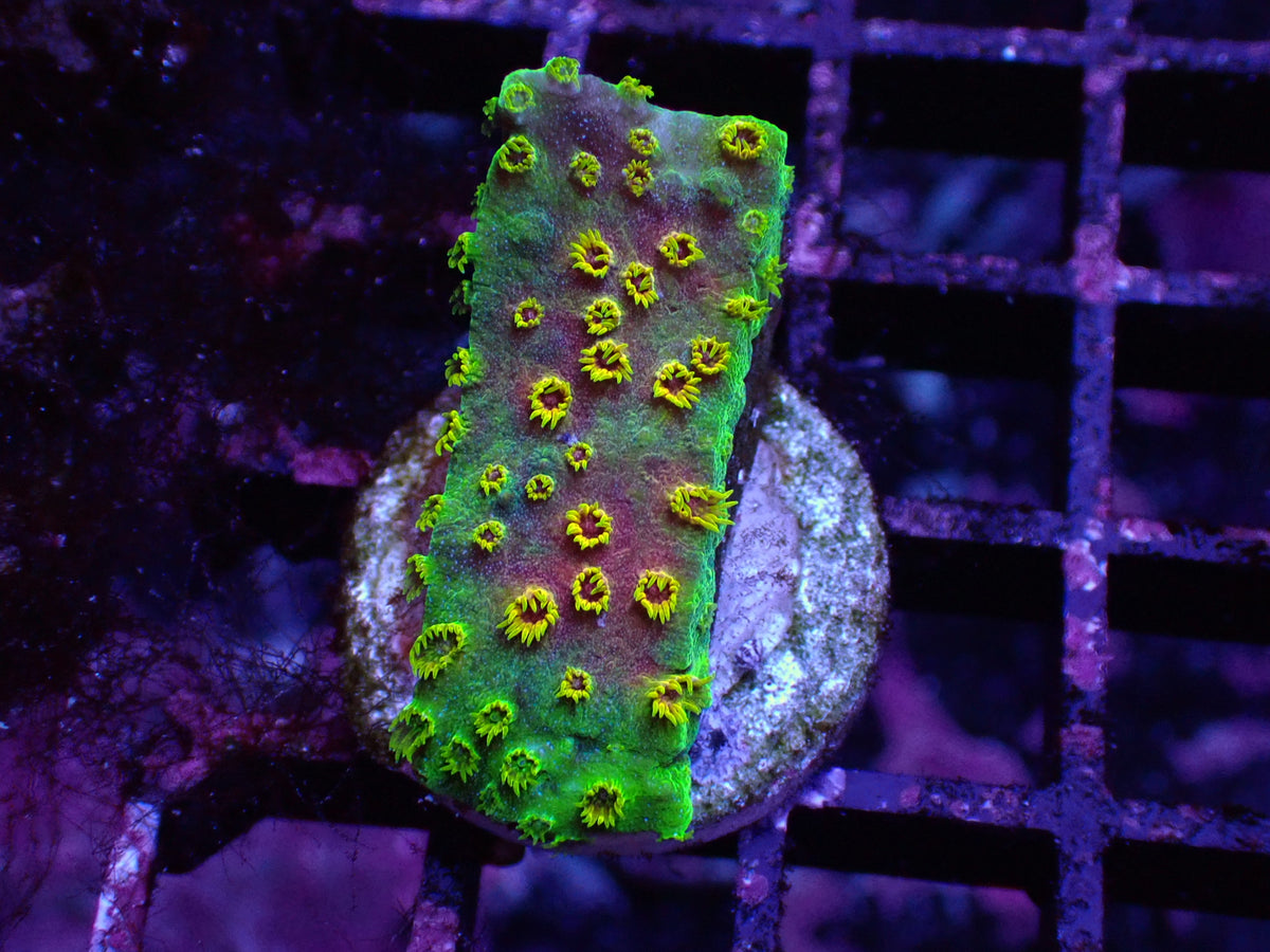 黃花彩虹微孔（基石2cm)隨機出貨