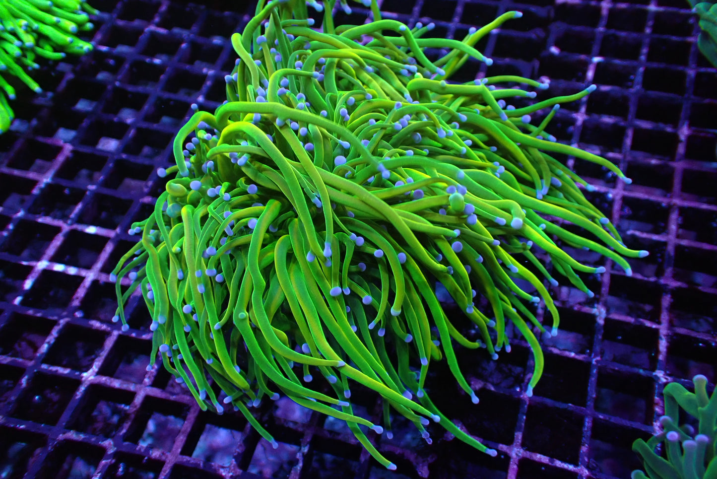 聖杯金米粉5頭（穩定飼養共肉極厚）