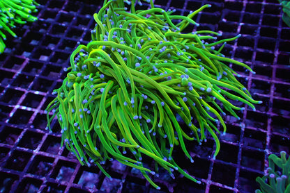 聖杯金米粉5頭（穩定飼養共肉極厚）