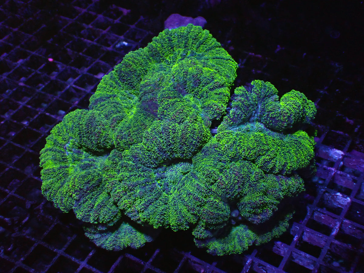 金屬綠刺腦14cm