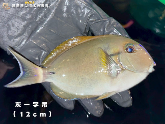 灰ㄧ字倒吊12cm