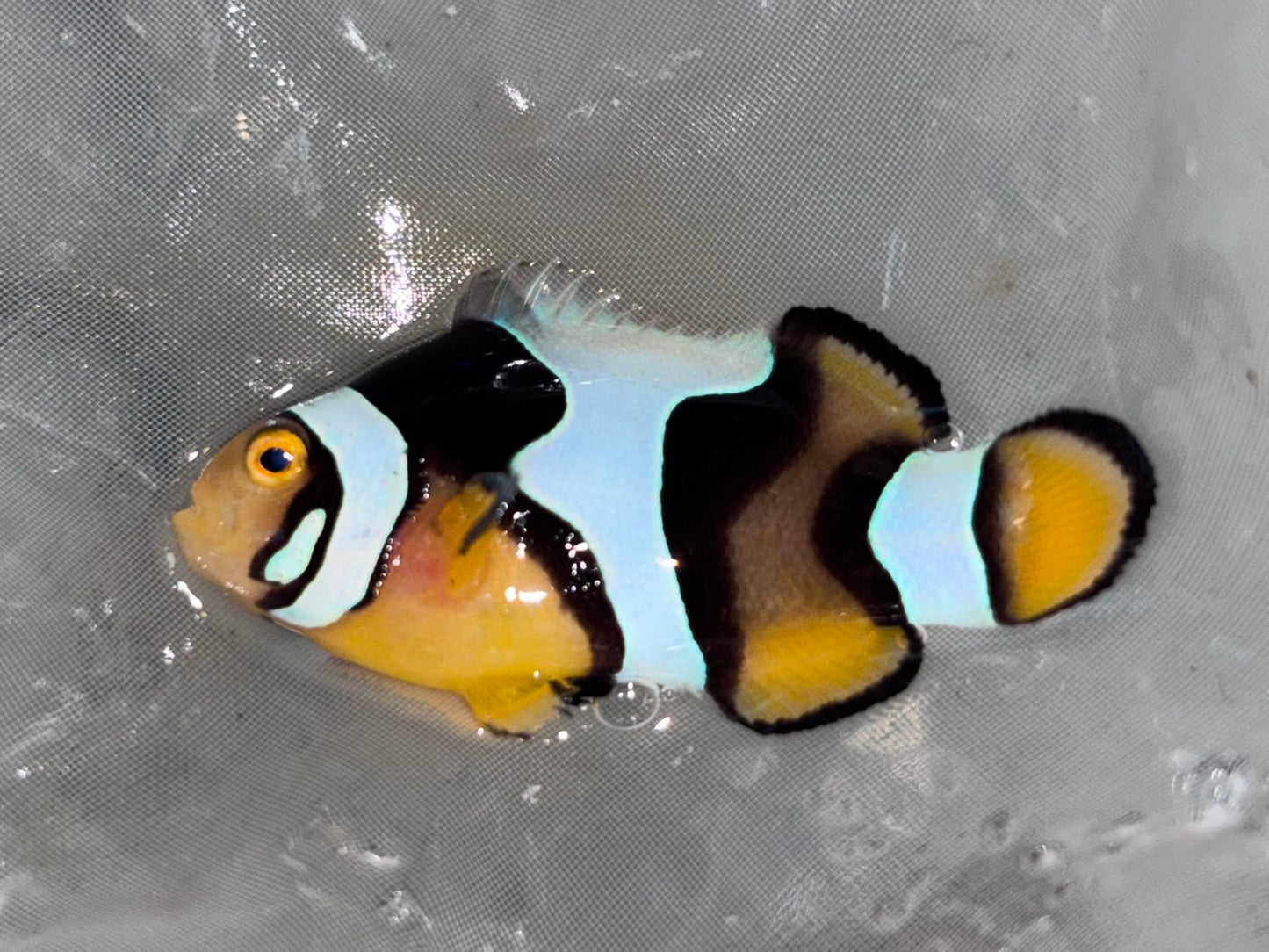 混血半黑邊3-4cm（隨機出貨）