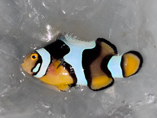 混血半黑邊3-4cm（隨機出貨）