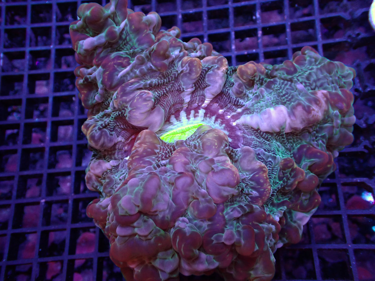 【陀螺水晶腦系列】