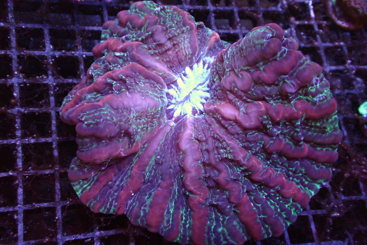 【陀螺水晶腦系列】