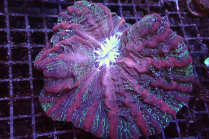 【陀螺水晶腦系列】