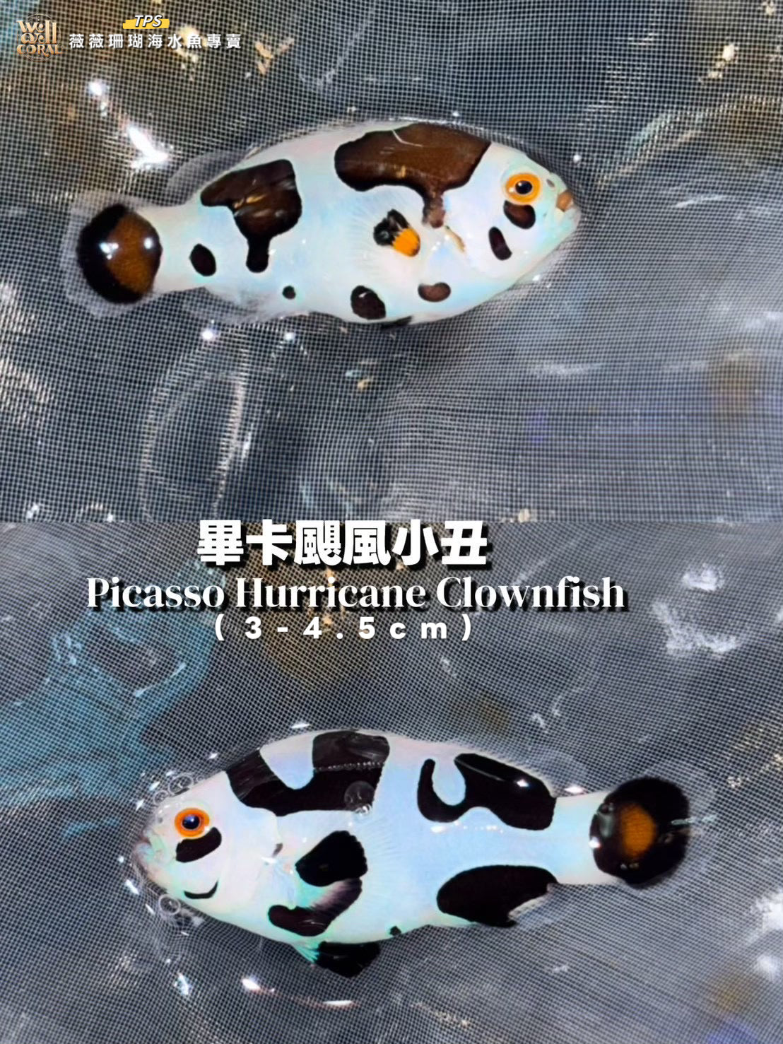 畢卡颶風小丑3-4cm(隨機出貨）
