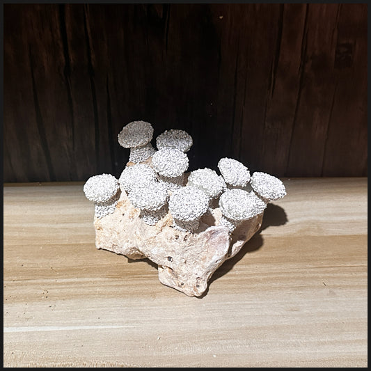 8x16x11