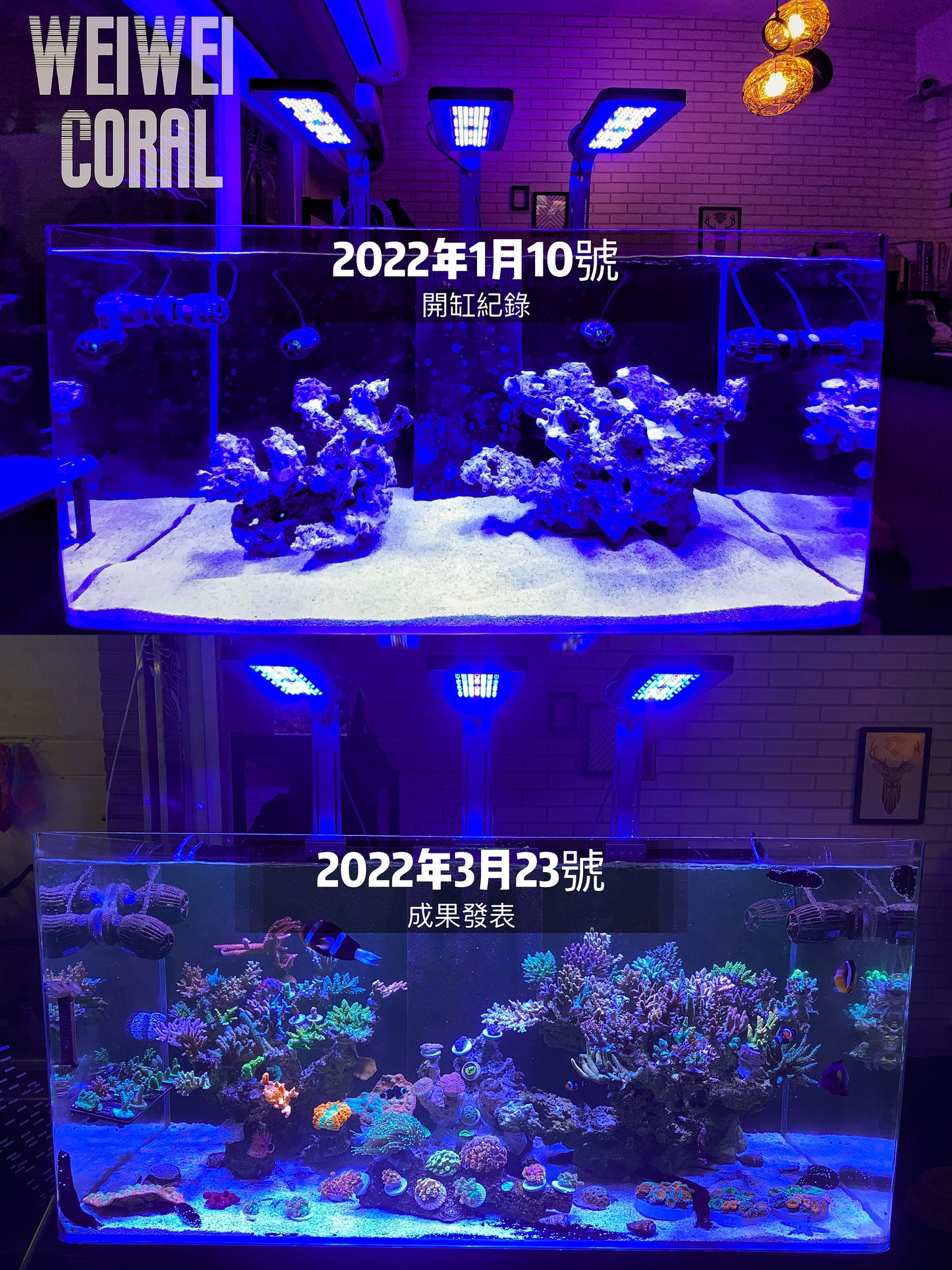 【240w日出日落珊瑚燈】Luminary Marine