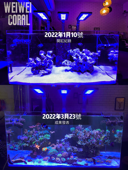 【240w日出日落珊瑚燈】Luminary Marine