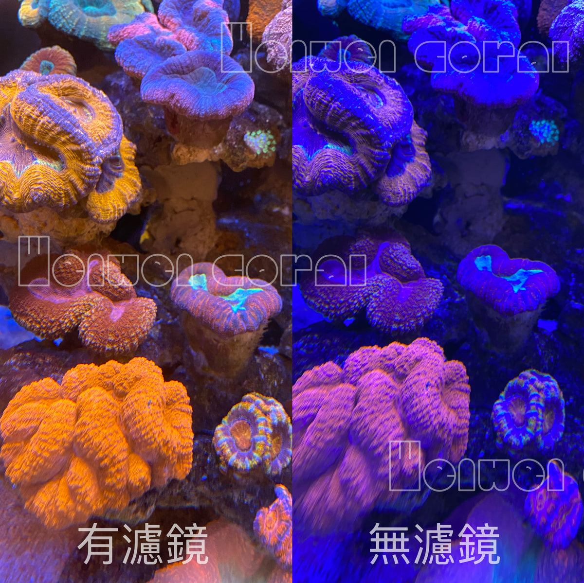 【海水缸拍攝手機濾鏡夾】Mobile Phone Lens