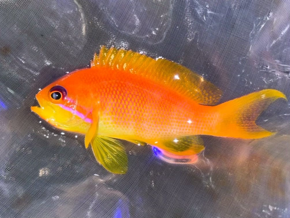 藍眼海金魚（隨機出貨）
