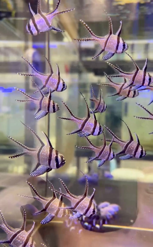 泗水玫瑰