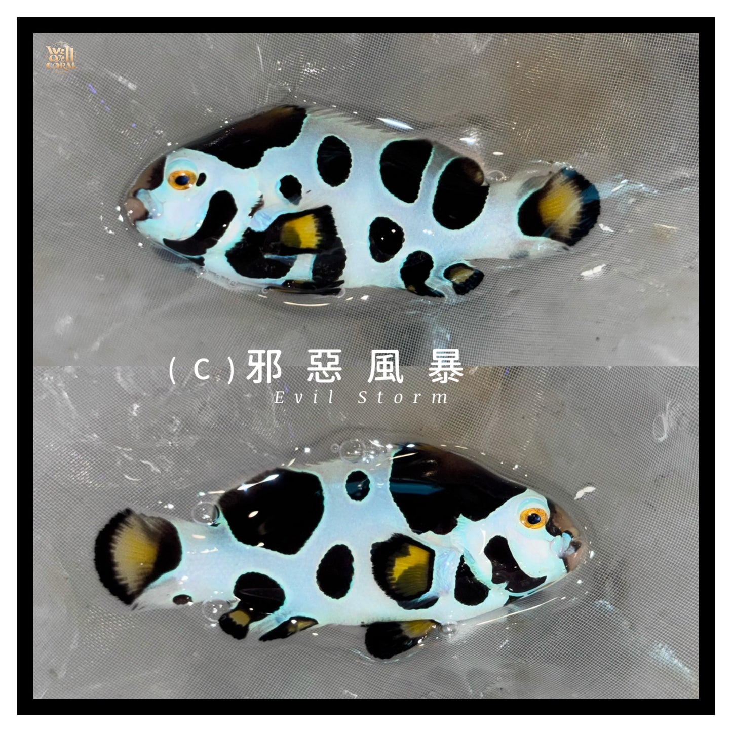 邪惡風暴小丑魚（Evil Storm Clownfish）