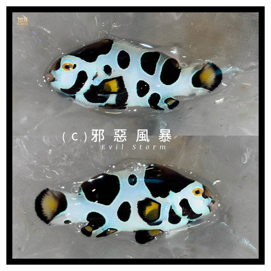 邪惡風暴小丑魚（Evil Storm Clownfish）