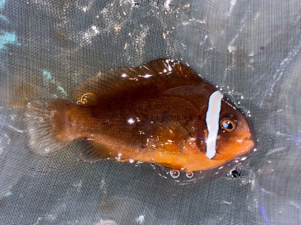 紅小丑3-5cm（隨機出貨）