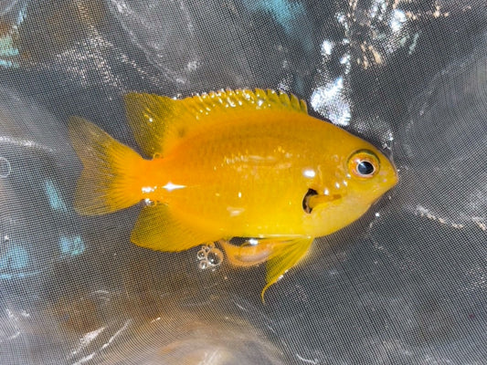 東非黃金雀4cm（隨機出貨）