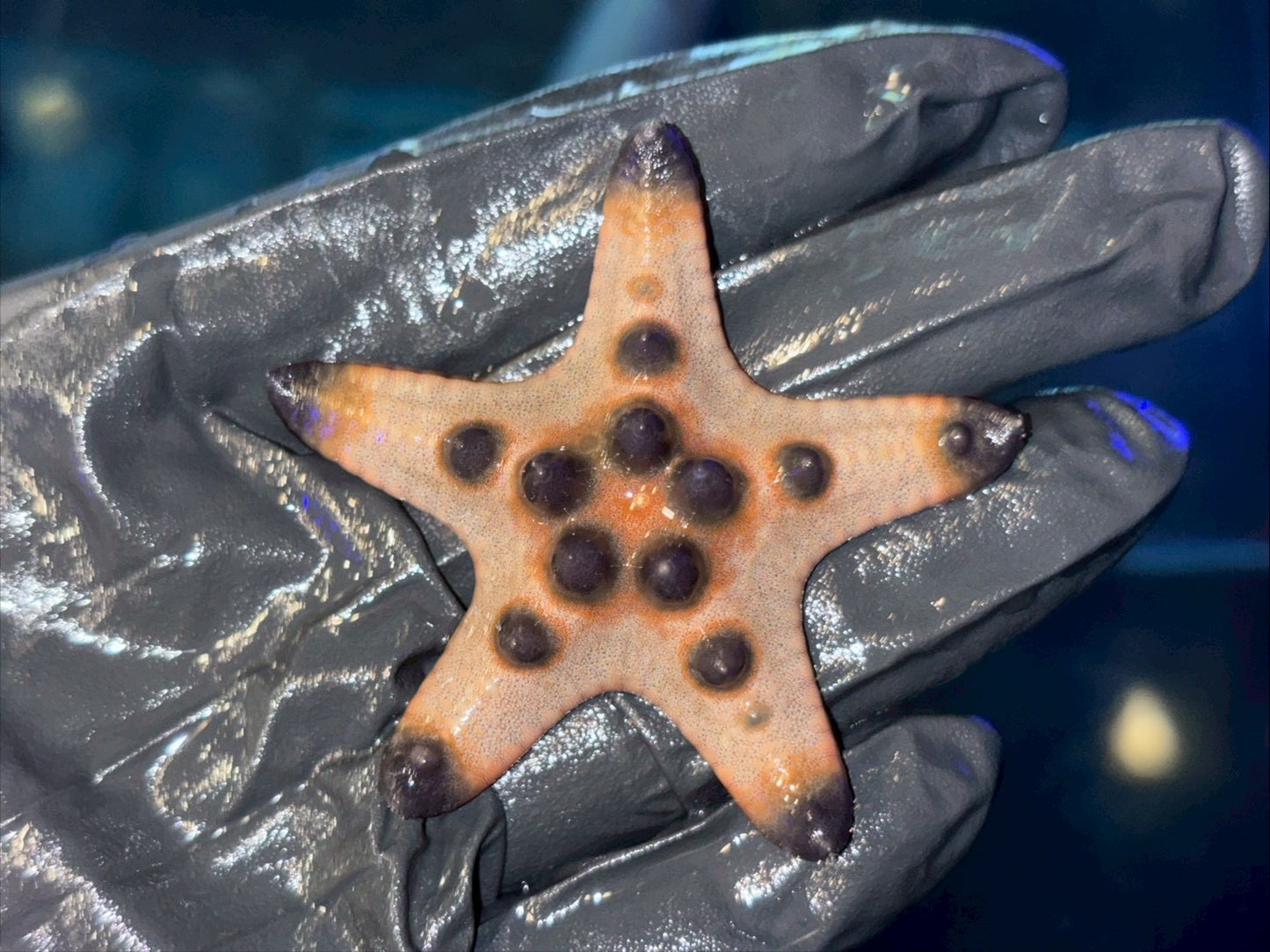 正海星5-7cm（隨機出貨）