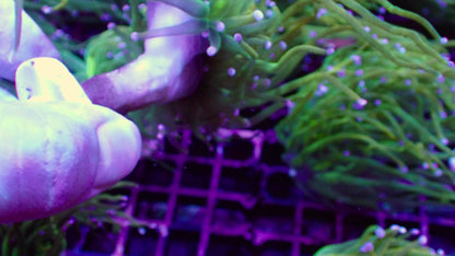 A級聖杯金米粉（穩定飼養共肉極厚）隨機出貨